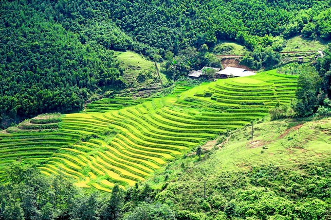 Đến Tây Bắc ngắm mùa lúa chín